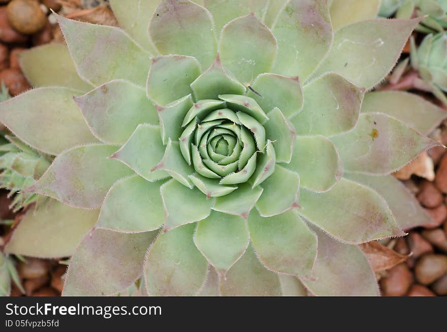 Closeup cactus on stone background