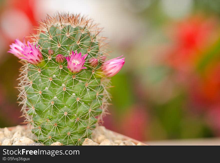 Cactus and flower in garden