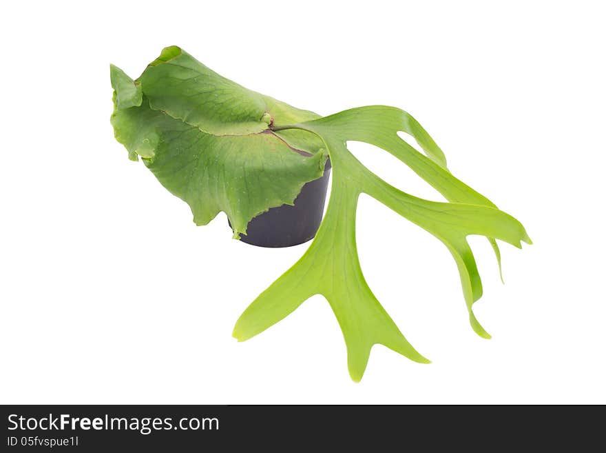 Staghorn fern isolated on white background