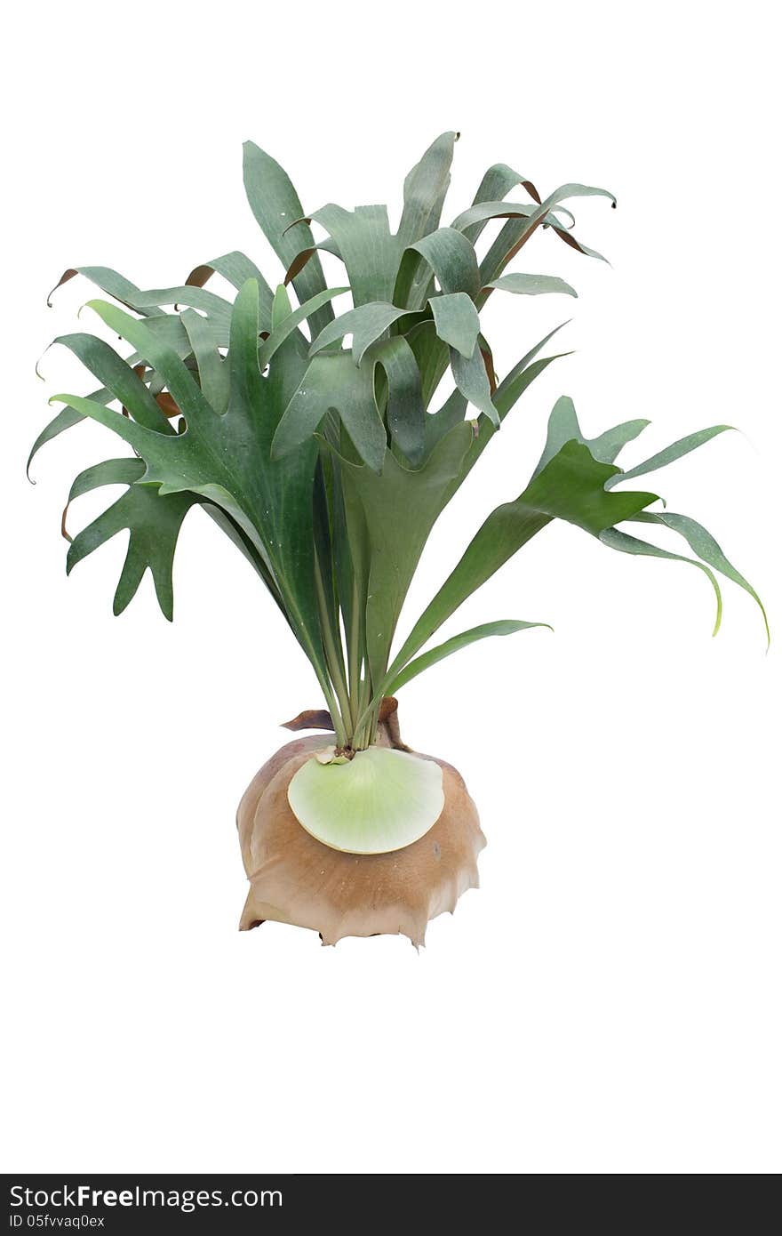 Staghorn fern isolated on white background