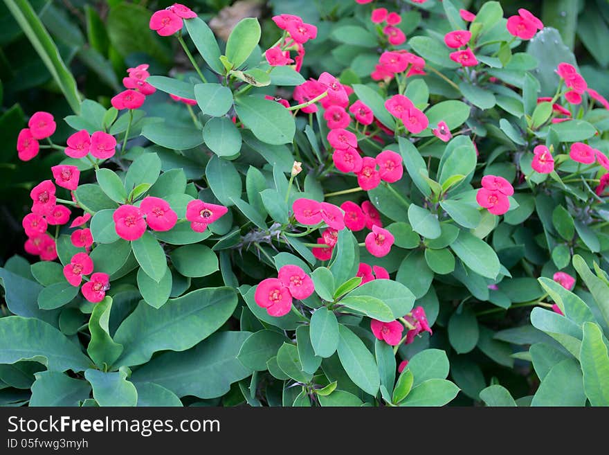 Crown of thorns flowers