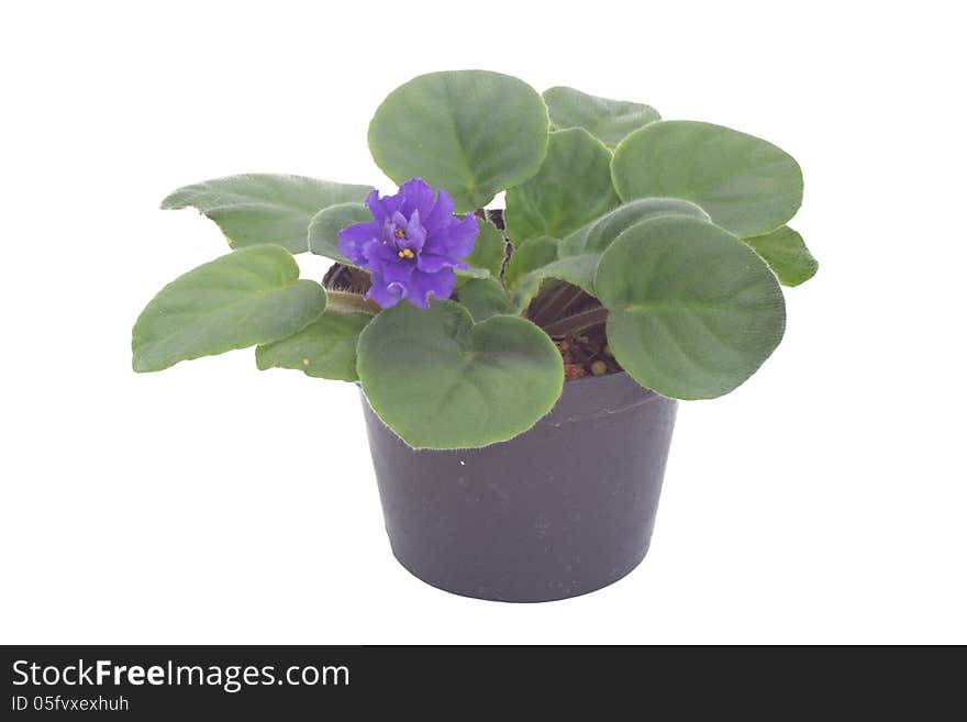 African violet in flowerpot isolated on white background