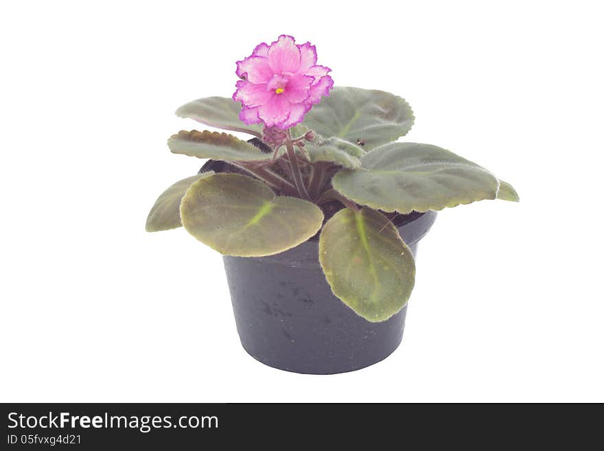 African violet in flowerpot isolated on white background