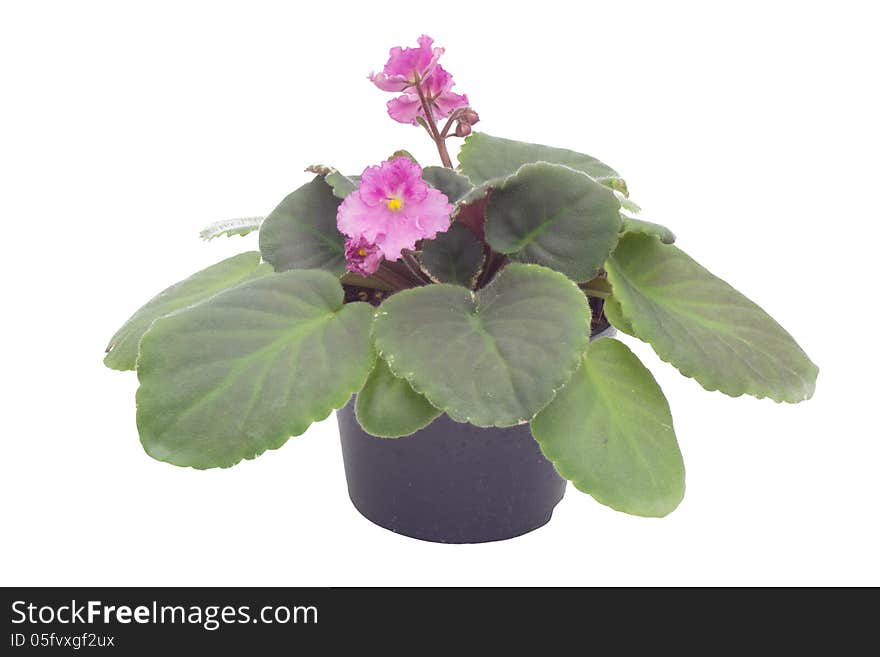 African violet in flowerpot isolated on white background