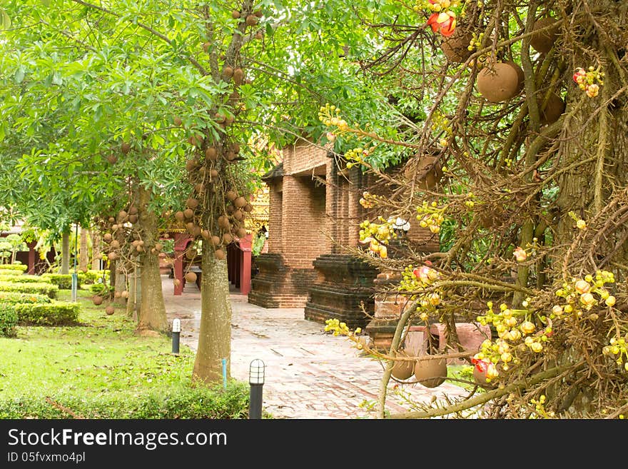 Salavan tree and flowers