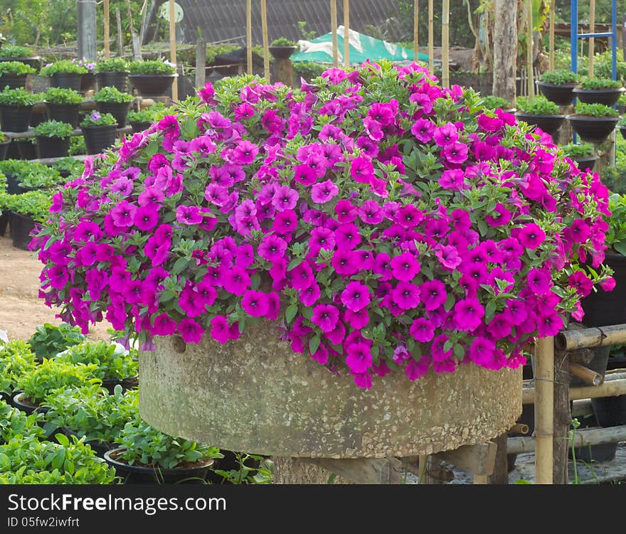 petunia  blossom