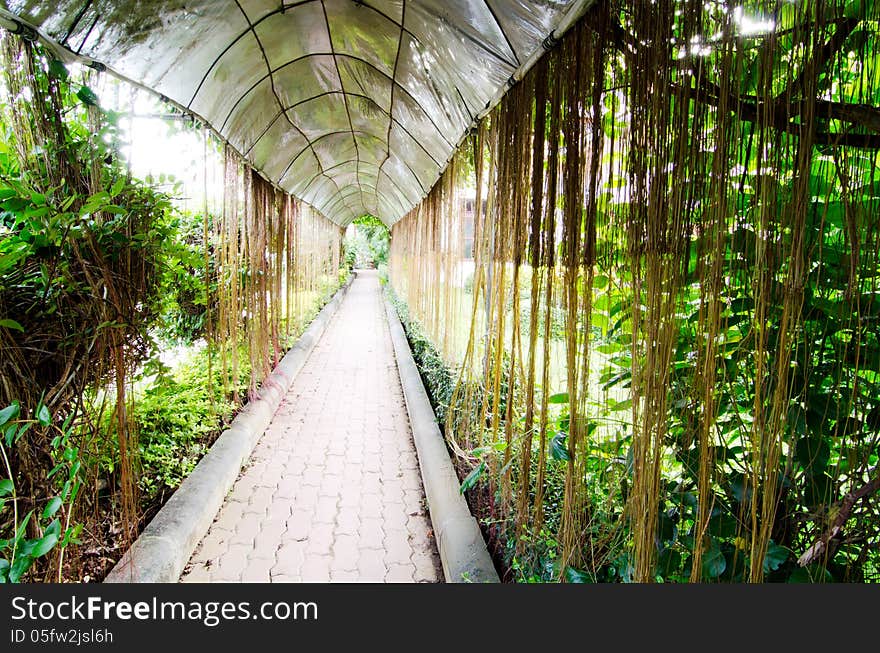 Pathway under ivy in park, Thailand