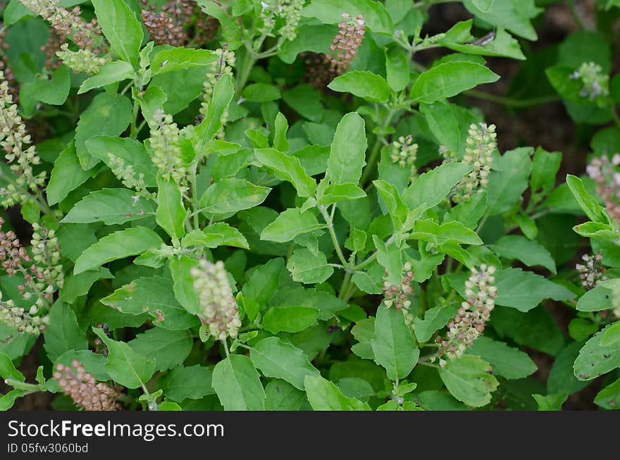 Fresh thai basil in garden. Fresh thai basil in garden