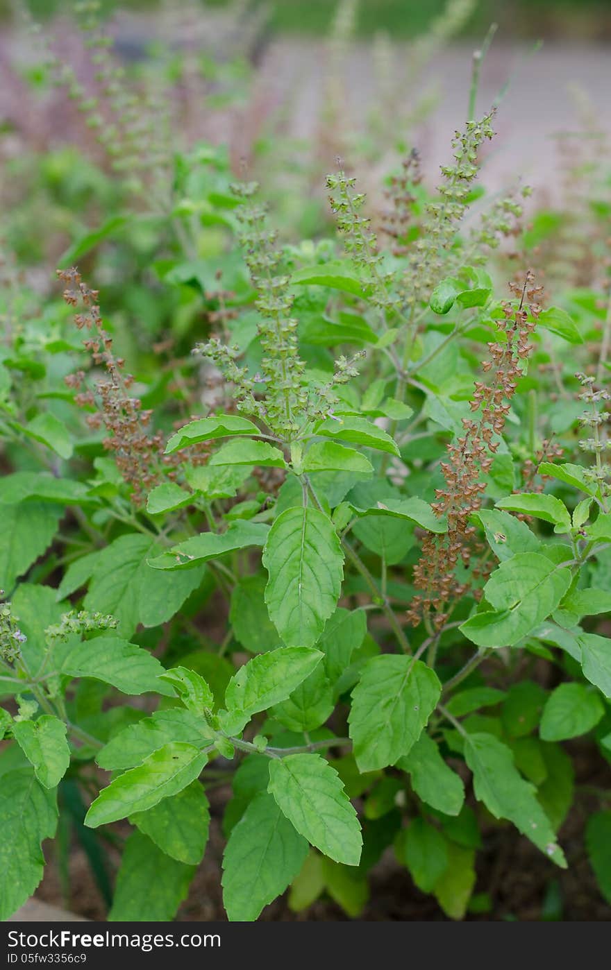 Fresh thai basil in garden. Fresh thai basil in garden