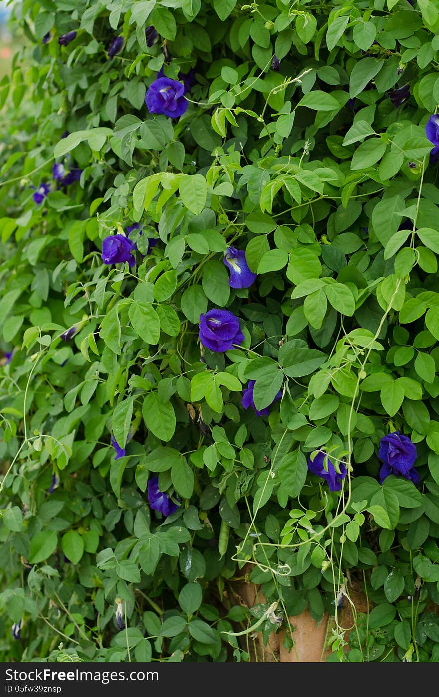 Butterfly pea flower blooming in garden