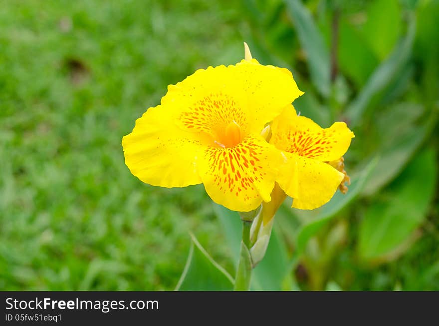 Yellow Canna flowers