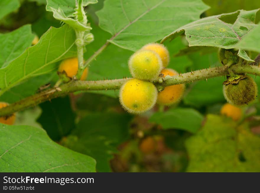 Solanum stramonifolium