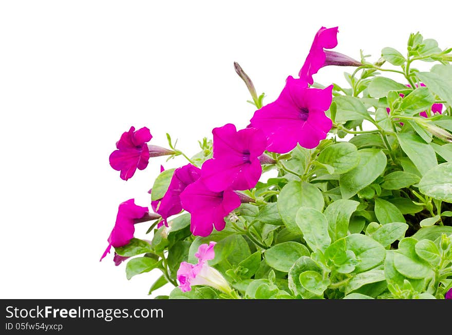 Petunia isolated on white background