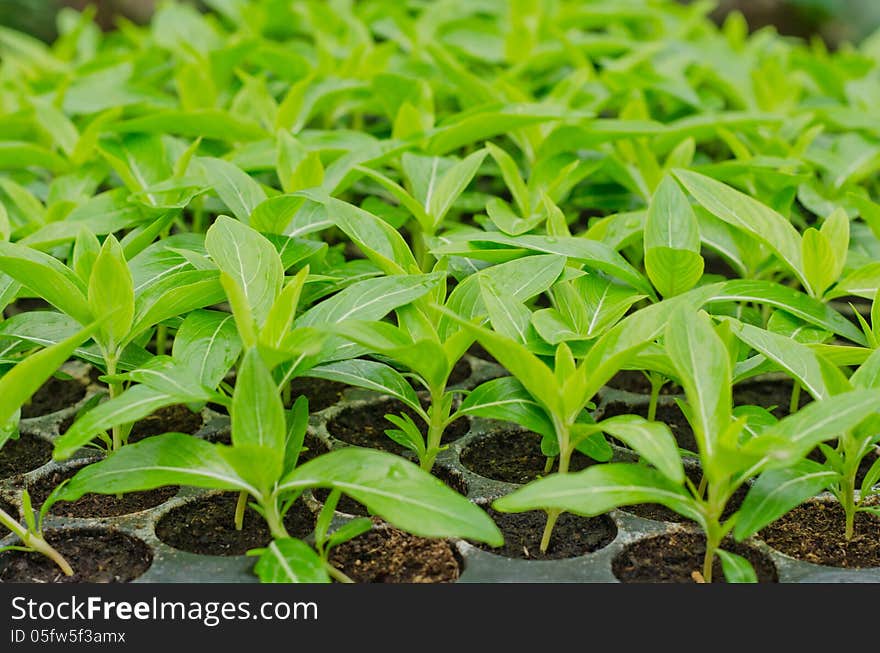 Seedlings of Periwinkle in a black tray