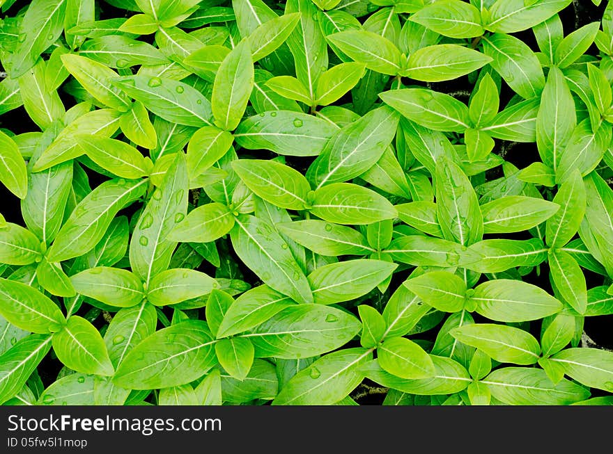 Seedlings of Periwinkle in a black tray