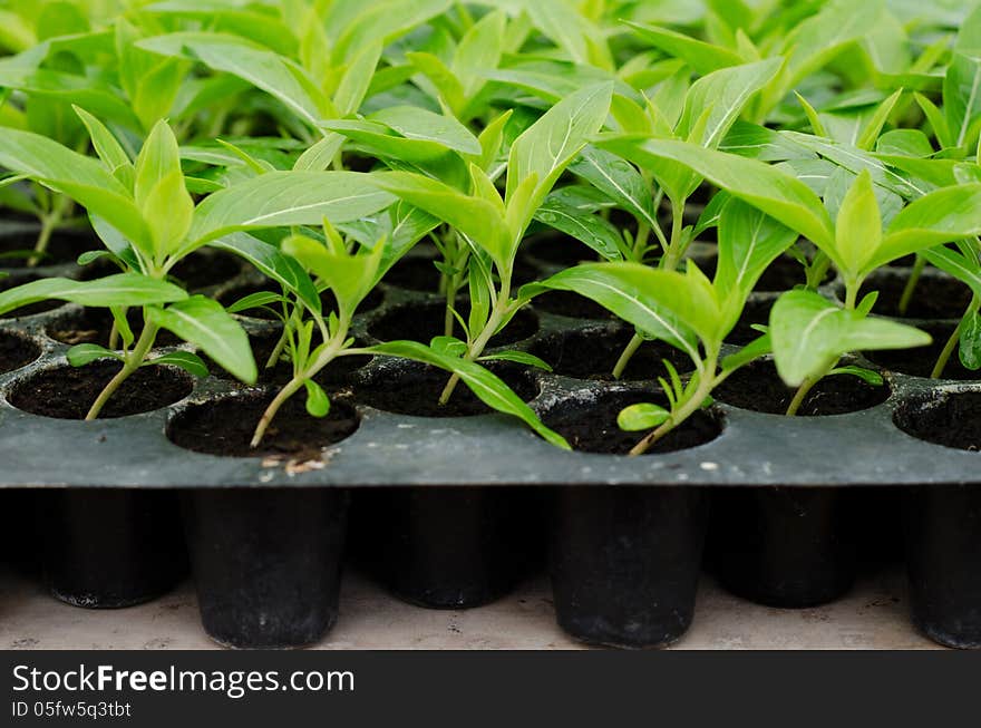 Seedlings of Periwinkle in a black tray