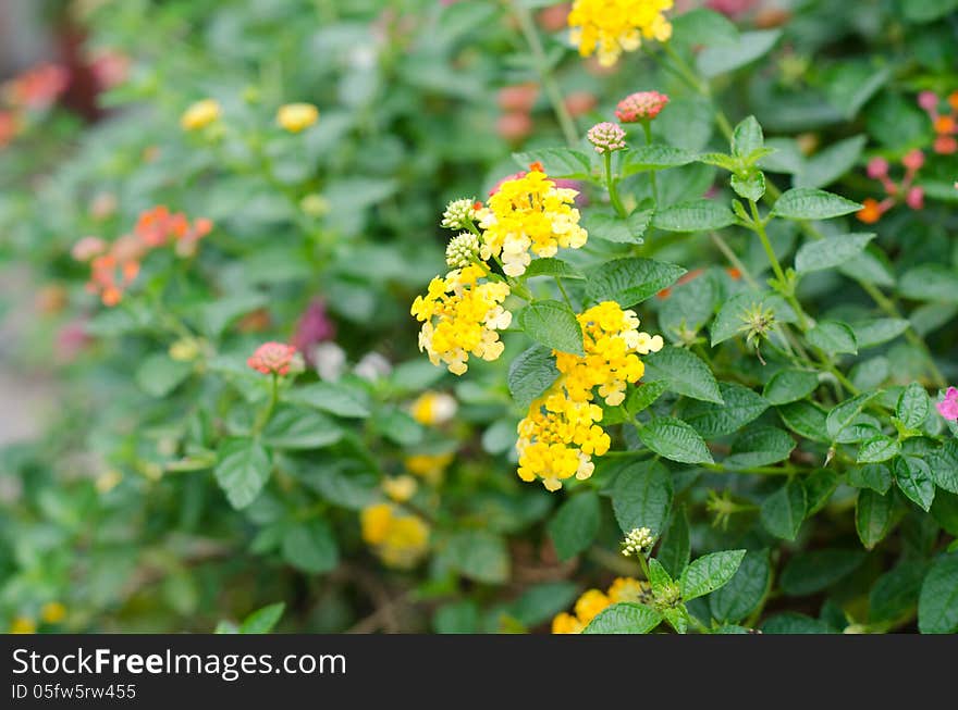 Lantana flowers