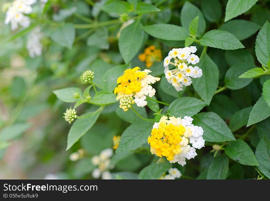 Lantana flowers