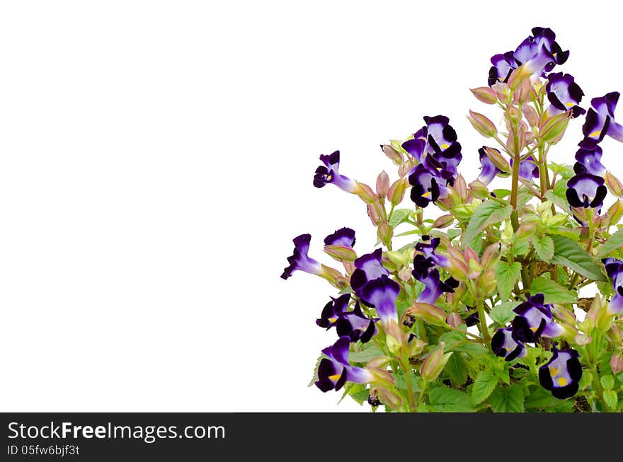 Torenia flower isolated on white background