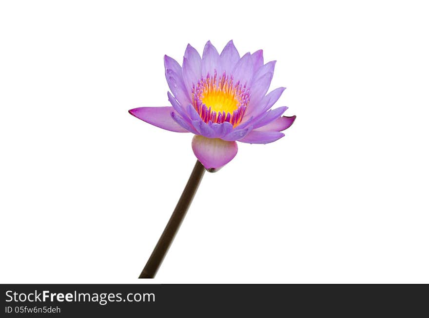 Purple lotus blooming isolated on white background