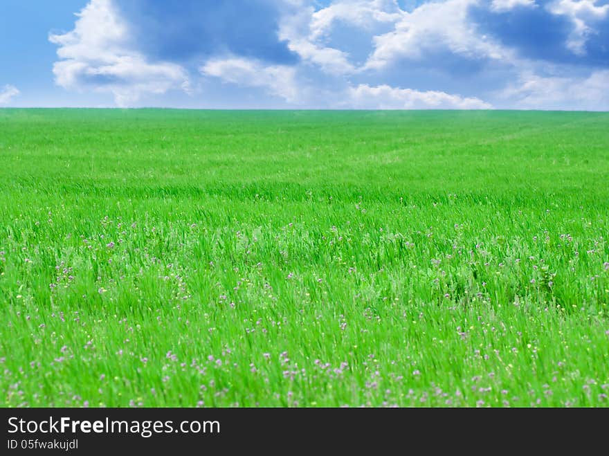 Green field and blue sky.