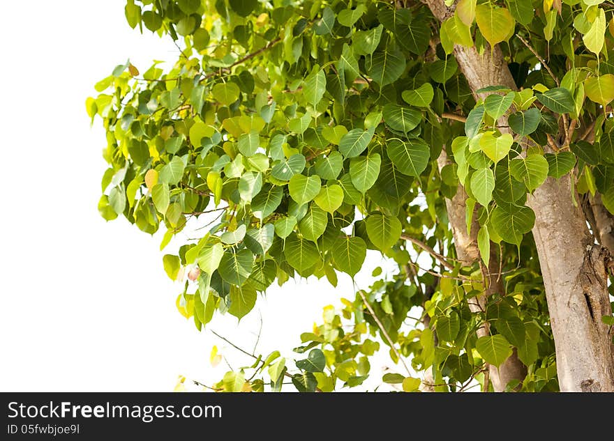 Bohd tree,Symbol of buddism.