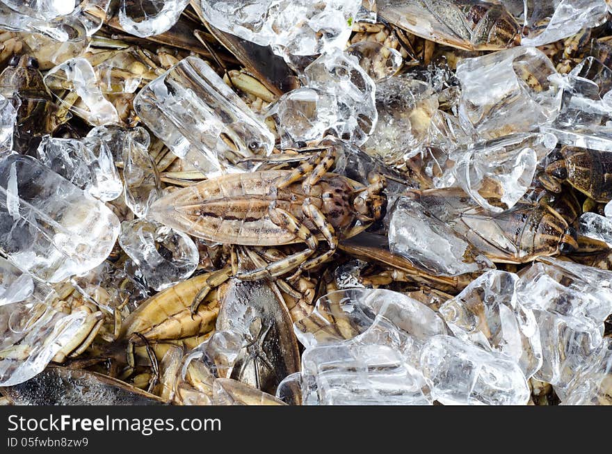 Giant Water Bug