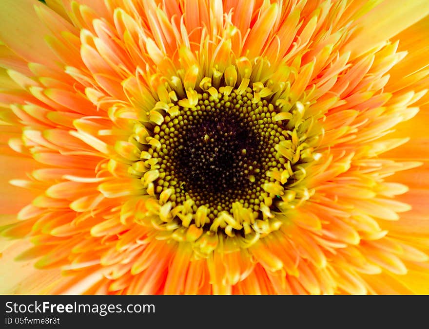 The golden flowers out, hidden in petals of orange-tipped stamens can be beautiful. Close up of a gerbera daisy.