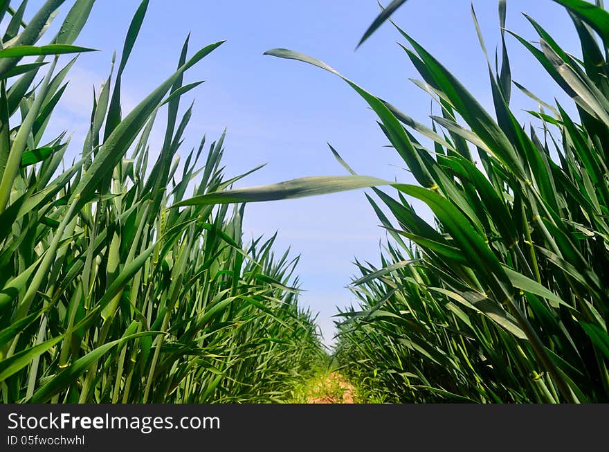 The wheat shoots are a lush green. The wheat shoots are a lush green.