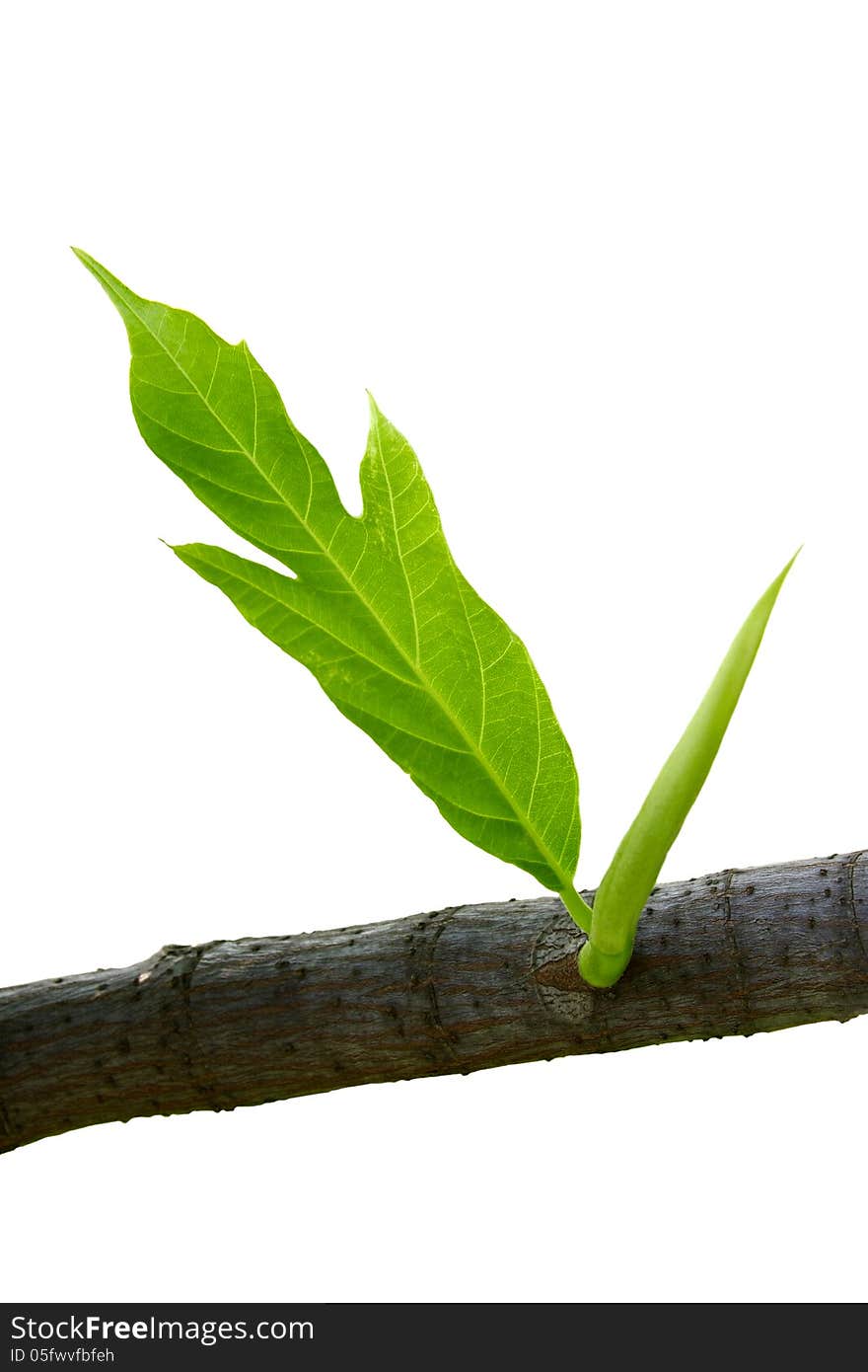 Leaves And Scion Of Breadfruit With With Wite Back