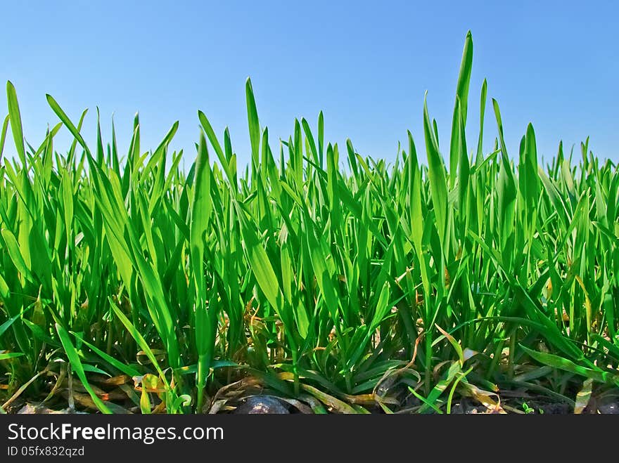 The young shoots of grain on the background of the blue sky