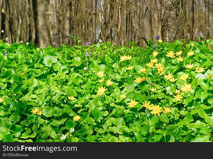 "The yellow flowers,green plants on the background of spring forest". "The yellow flowers,green plants on the background of spring forest"