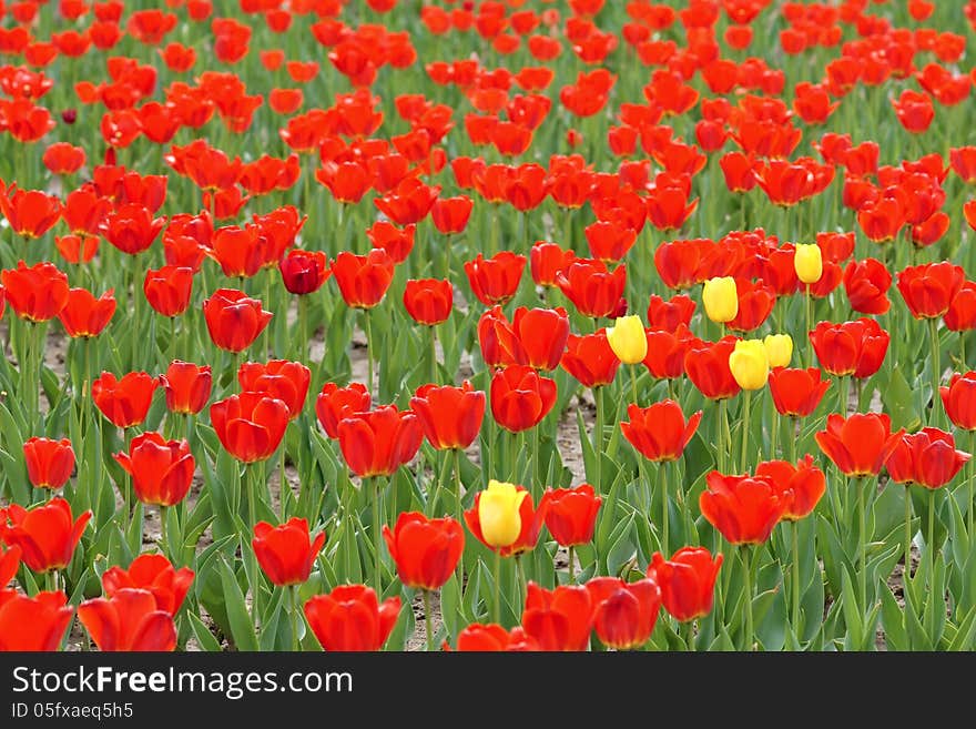 The some of yellow tulips in red tulips