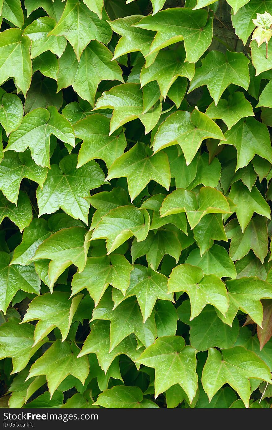 Green leaves