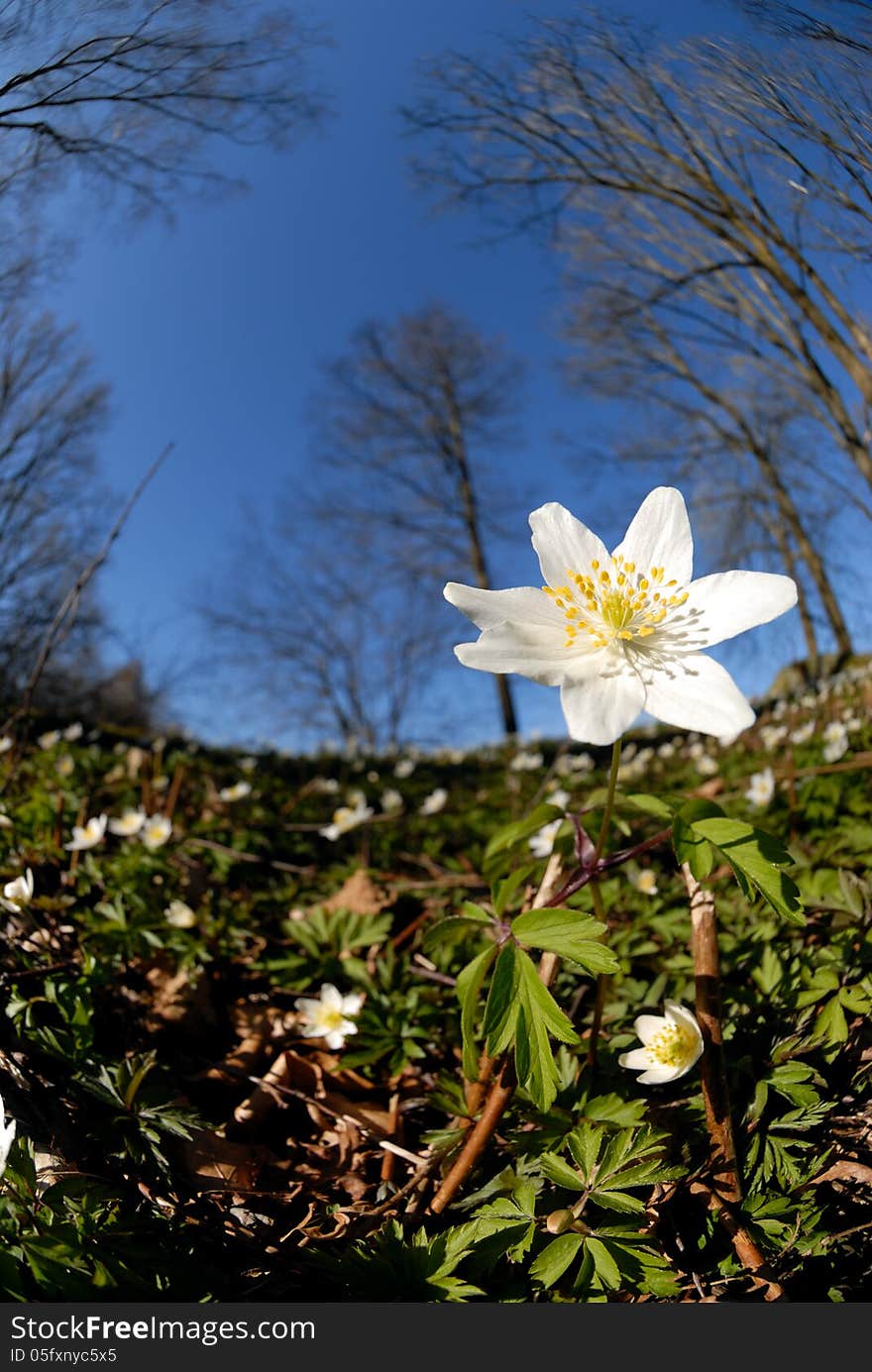 Anemone nemorosa. Anemone nemorosa is an early-spring flowering plant in the genus Anemone in the family Ranunculaceae, native to Europe. Common names include wood anemone, windflower, thimbleweed, and smell fox, an allusion to the musky smell of the leaves. It is a perennial herbaceous plant, growing in early spring from 5 to 15 cm tall. Anemone nemorosa. Anemone nemorosa is an early-spring flowering plant in the genus Anemone in the family Ranunculaceae, native to Europe. Common names include wood anemone, windflower, thimbleweed, and smell fox, an allusion to the musky smell of the leaves. It is a perennial herbaceous plant, growing in early spring from 5 to 15 cm tall.