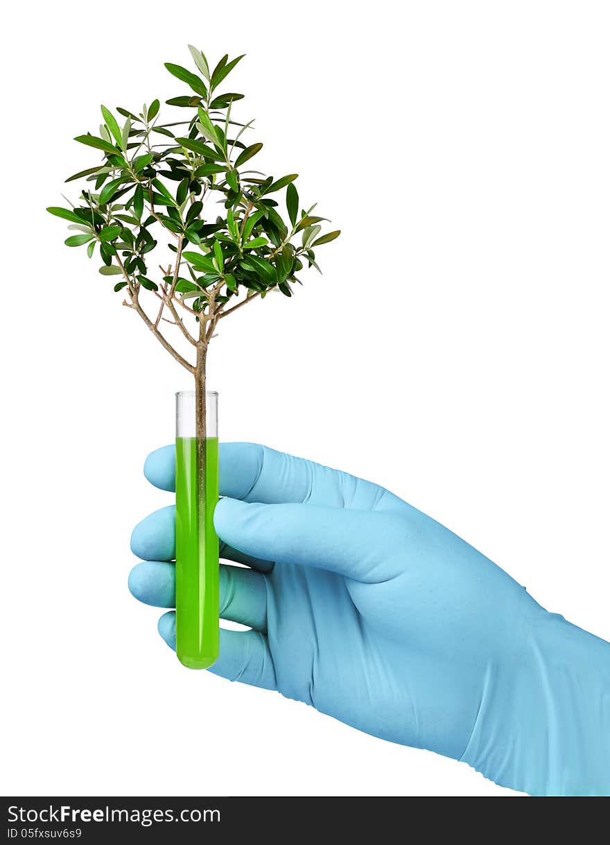 Biotechnology concept, olive tree growing in test glass tube. Biotechnology concept, olive tree growing in test glass tube