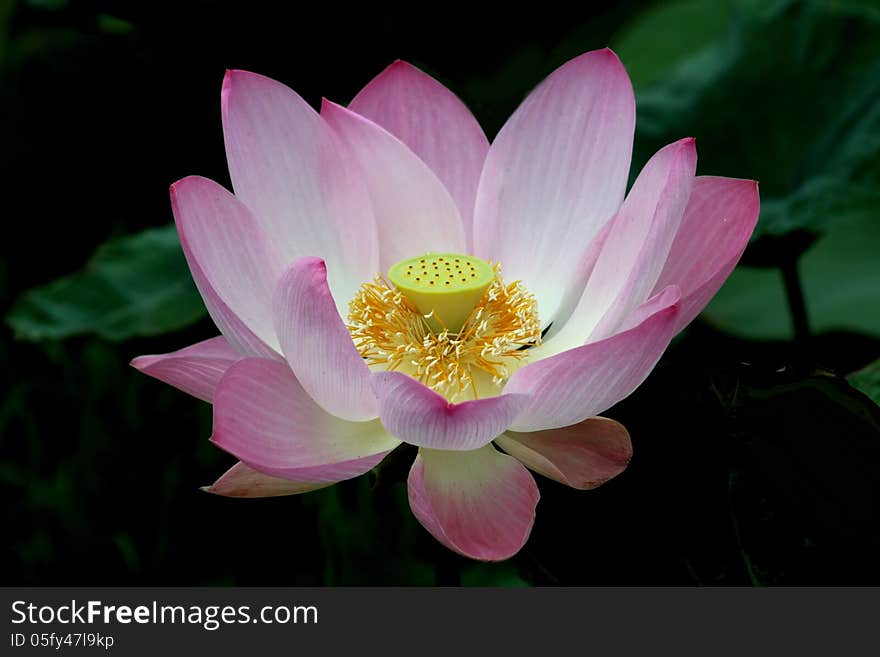 Beautiful pink Nelumbo lotus blooming on summer