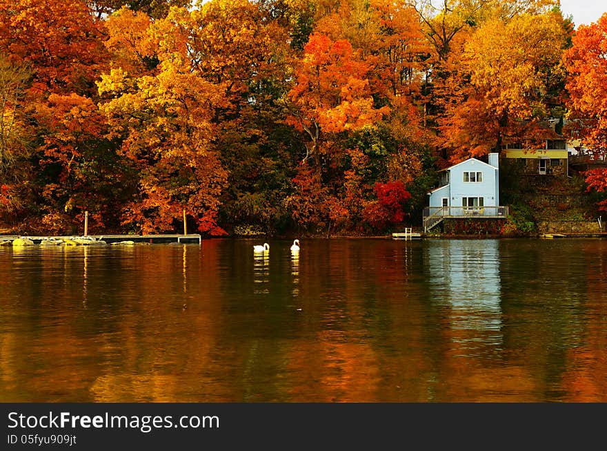 Pair swans and a blue house with colorful tree and their reflections from lake shown amazing beauty of nature's transition in fall. Pair swans and a blue house with colorful tree and their reflections from lake shown amazing beauty of nature's transition in fall.