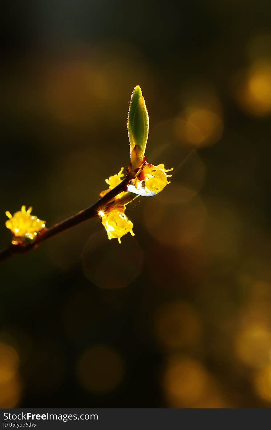 New shoot with rain drops.