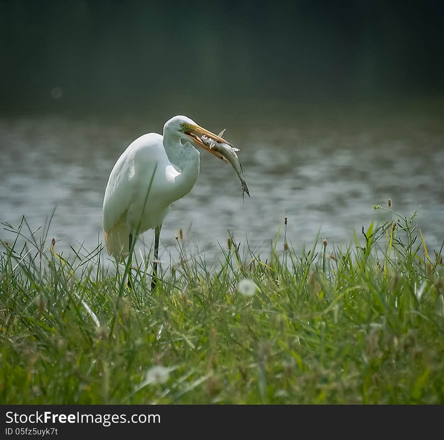 Egret with Fresh Catch