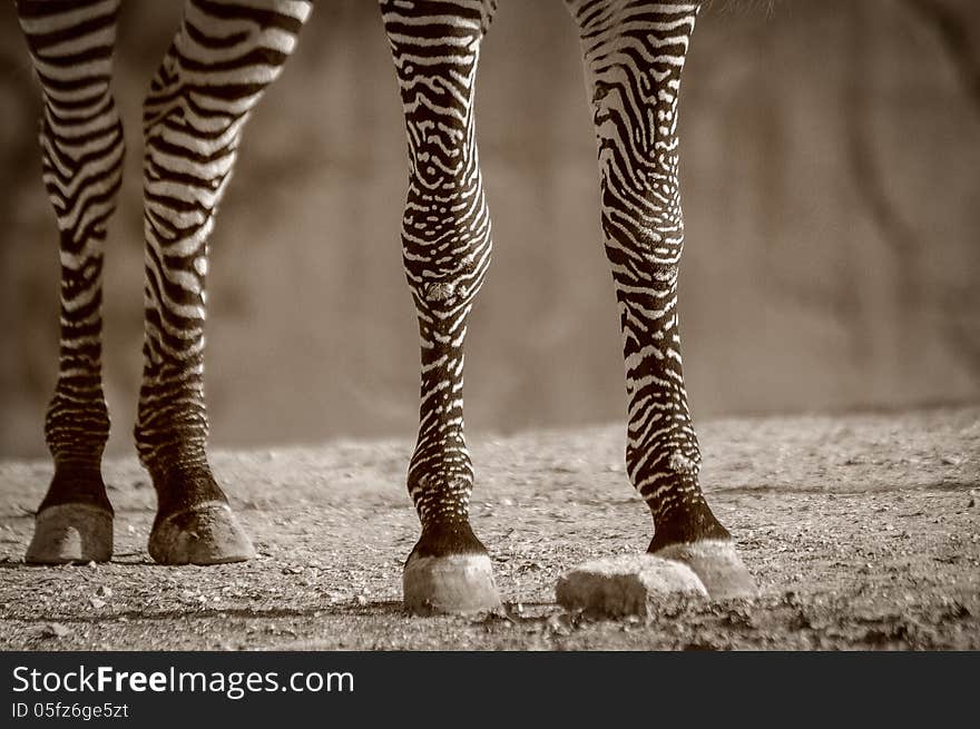 Zebra Legs