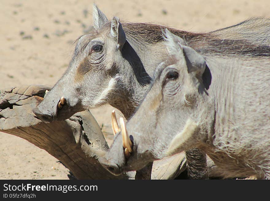 A Warthog youngster has a rub against a tree stump. Photo taken on a game ranch in Namibia, Africa. A Warthog youngster has a rub against a tree stump. Photo taken on a game ranch in Namibia, Africa.