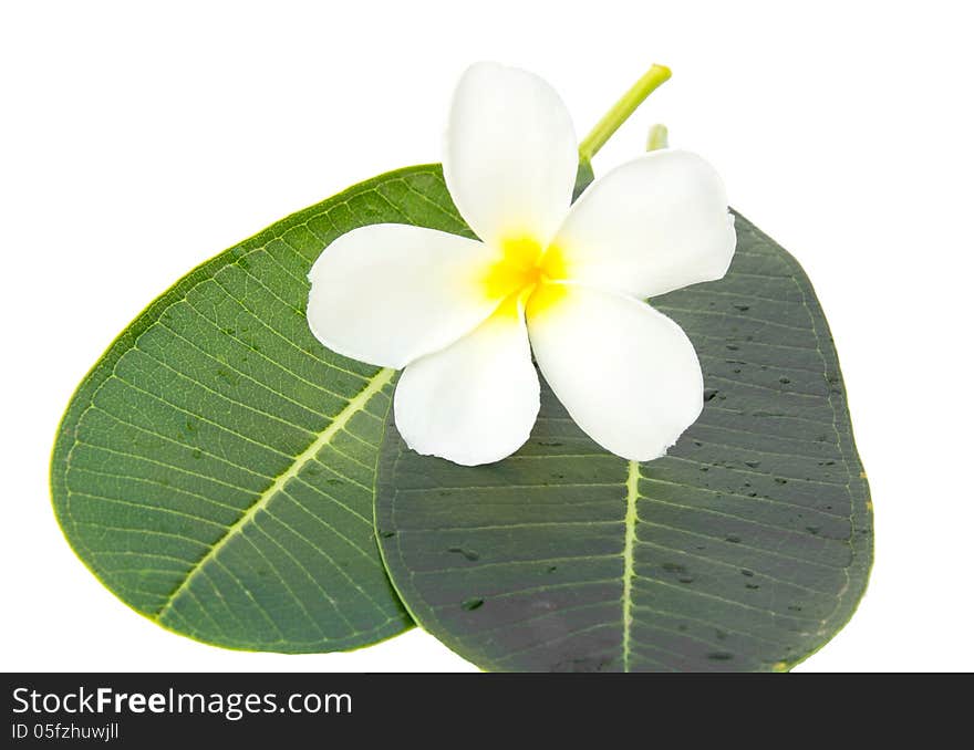 White frangipani flowers