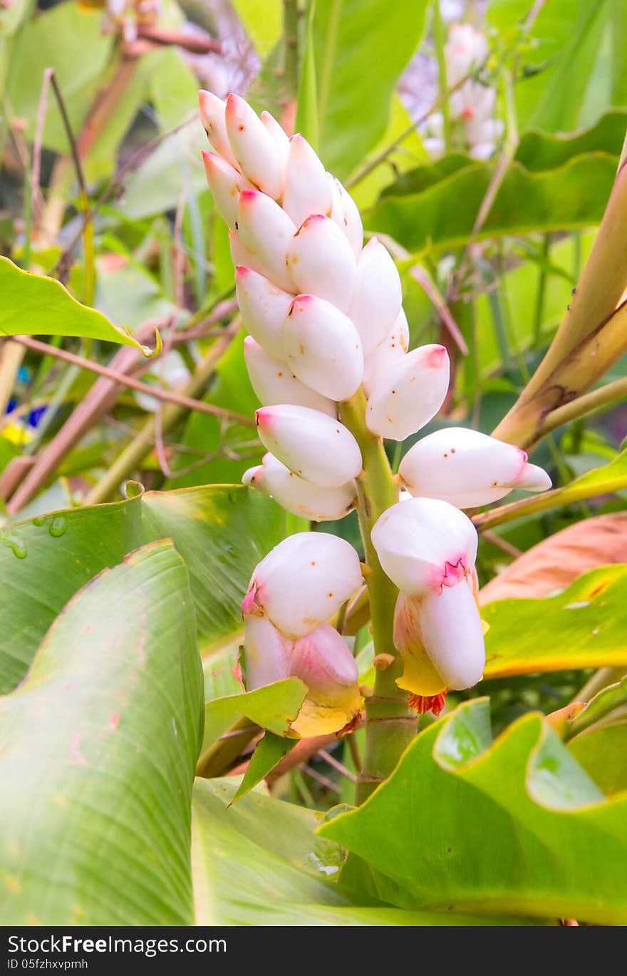 Ginger flower