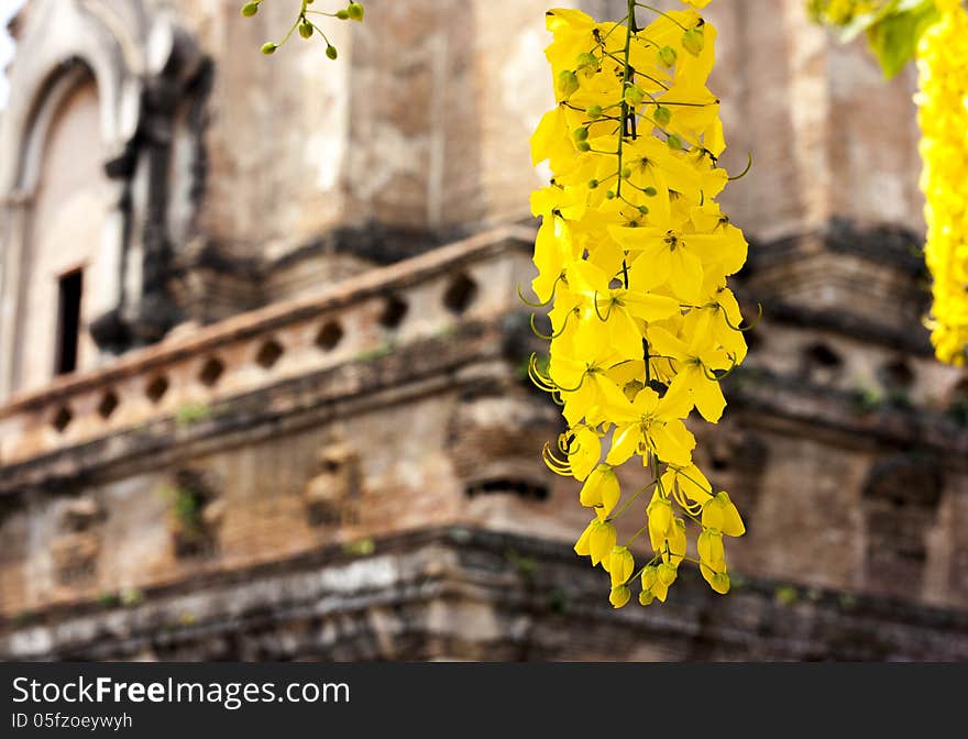 Laburnum flowers in front of jediloung Chiang mai Thailand