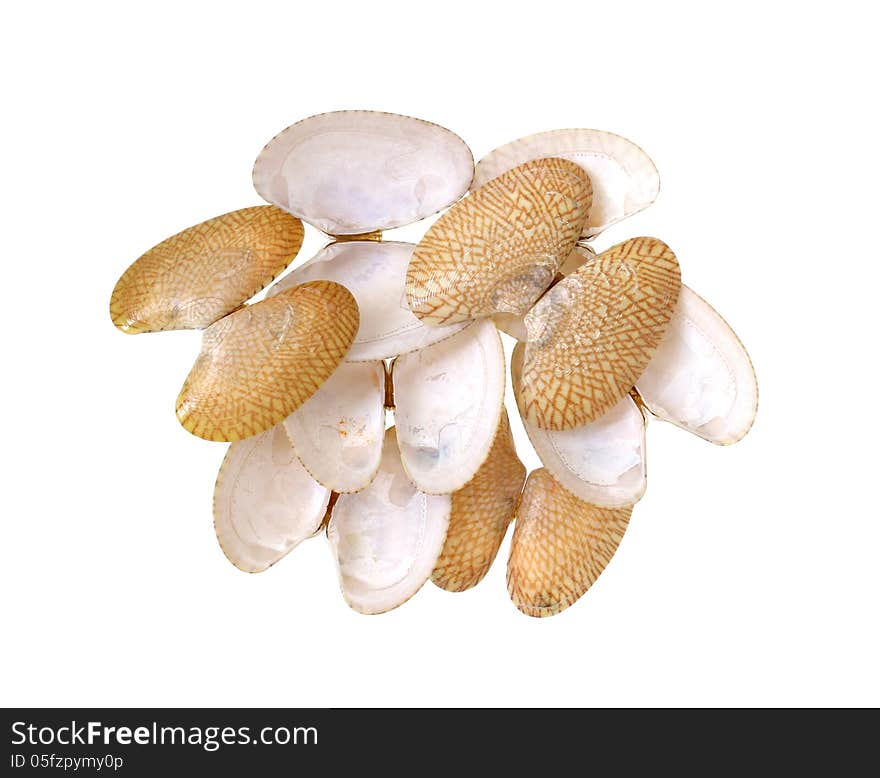 Clams shells isolated on white background