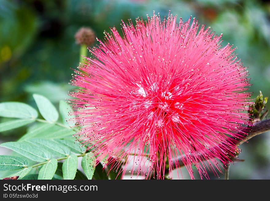 Pink powderpuff flower