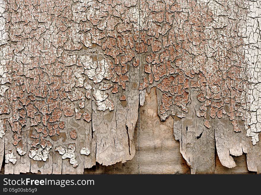 Grunge background texture of an old peeling wood panel with a cracked dried out surface. Grunge background texture of an old peeling wood panel with a cracked dried out surface