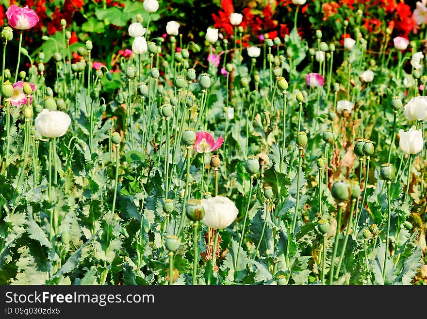 Opium field flower