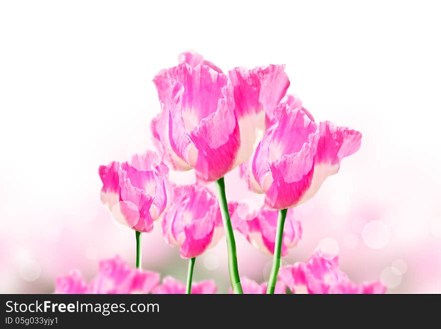 Pink opium flower